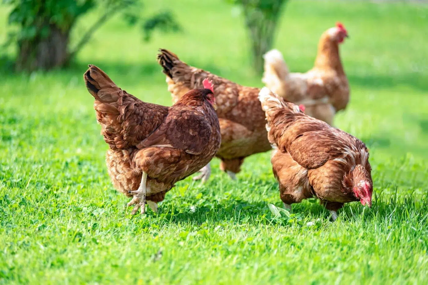 Laying hens